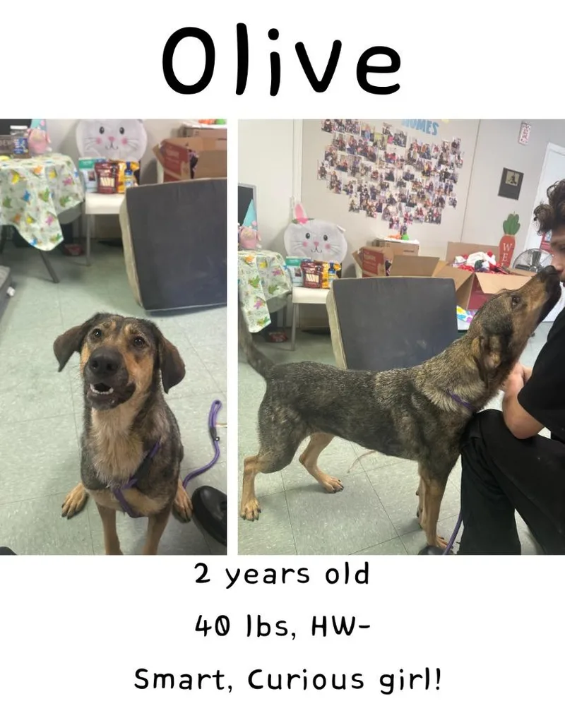 Olive thumbnail 3