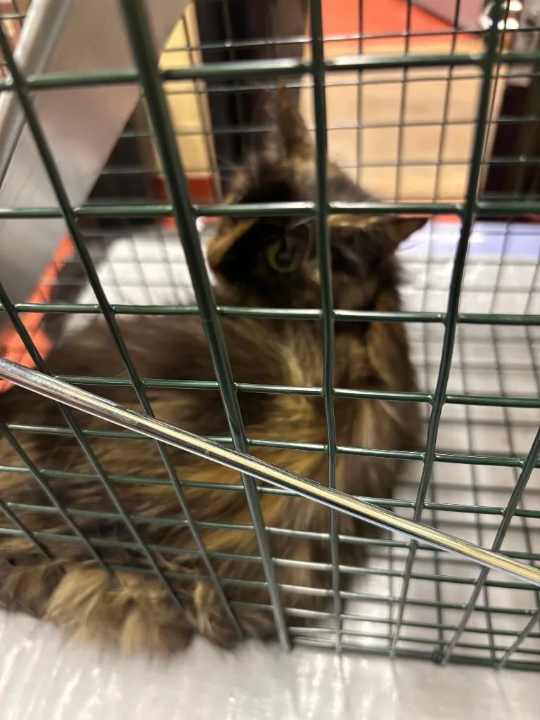 Arizona Tnr