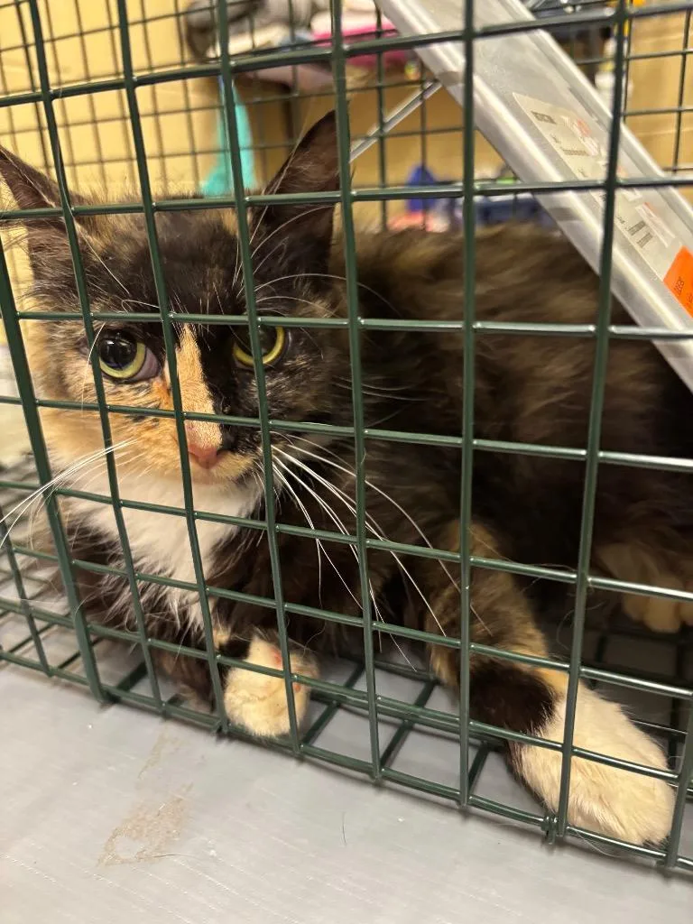 Arizona Tnr thumbnail 2