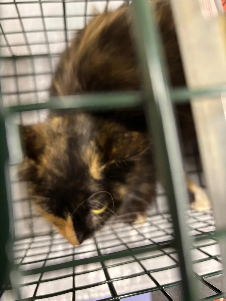 Arizona Tnr thumbnail 3