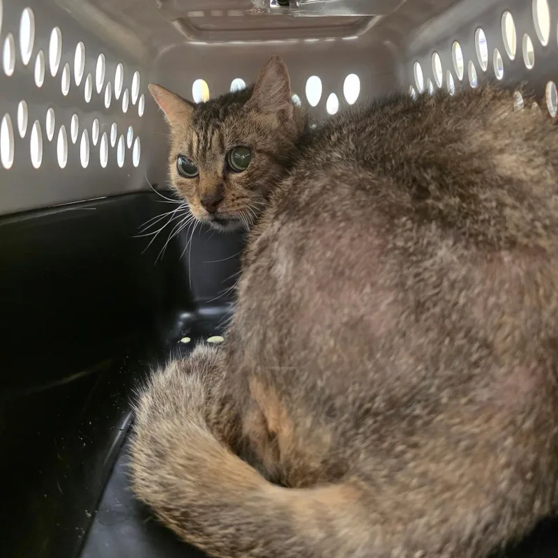 A senior small-sized female Domestic Short Hair cat named Chloe Grace for adoption in Chattanooga, TN