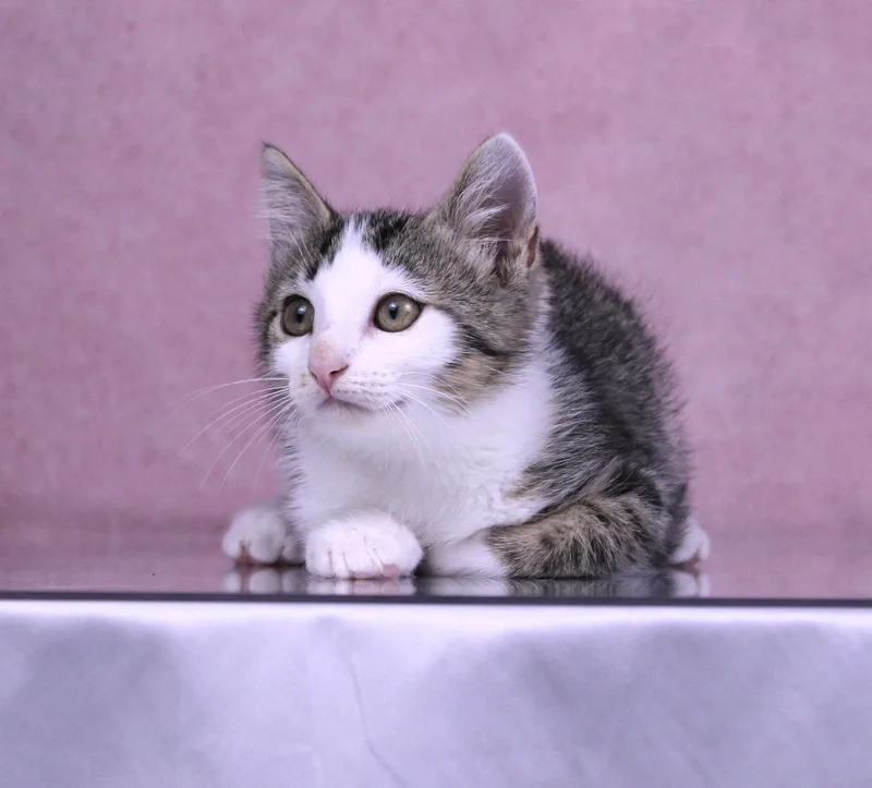 A baby medium-sized female Domestic Short Hair cat named Poptart for adoption in Tuscaloosa, AL
