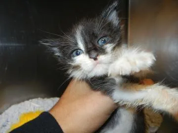 A senior small-sized male Domestic Short Hair cat named Winky for adoption in North Miami Beach, FL