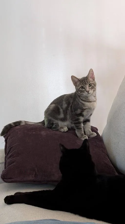 A young medium-sized male Tabby (Gray / Blue / Silver) Tabby cat named Giggles for adoption in Manhattan, KS