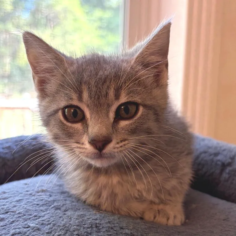 A baby small-sized female Gray / Blue / Silver Domestic Short Hair cat named Traverse for adoption in Brownsboro, AL