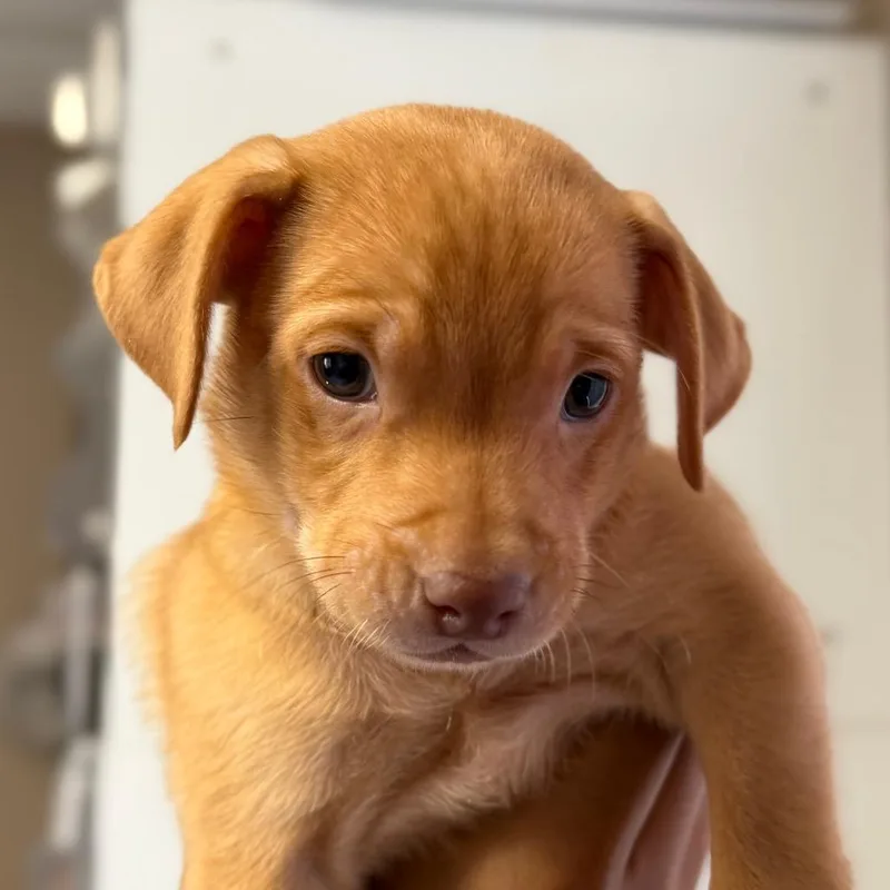 A baby small-sized male Chihuahua dog named Rye for adoption in San Pablo, CA