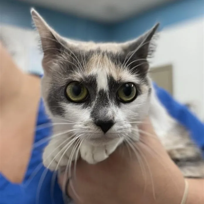 An adult small-sized female Domestic Short Hair cat named Ashley for adoption in Prince Frederick, MD