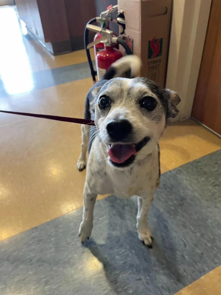 A senior small-sized male Chihuahua dog named Little Man for adoption in Little Elm, TX