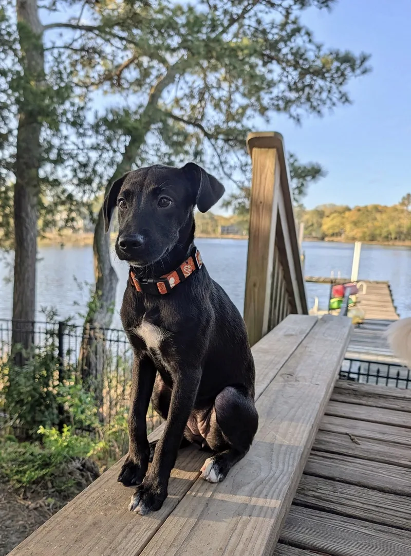 A young medium-sized female English Springer Spaniel dog named Kora for adoption in Virginia Beach, VA