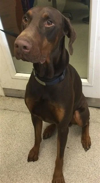 A young large-sized male Doberman Pinscher dog named Dobbie for adoption in Riverside, CA