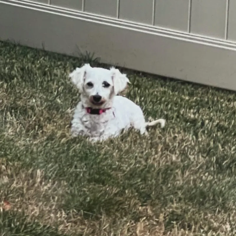 Penny Lane