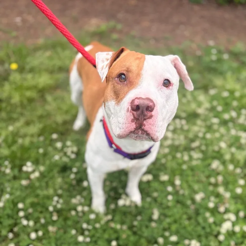 An adult medium-sized male White / Cream Mixed Breed dog named Pongo for adoption in Philadelphia, PA