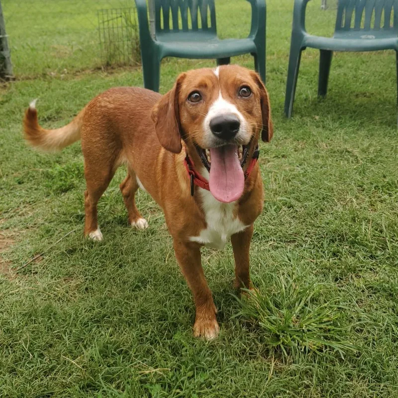 An adult medium-sized male Brown / Chocolate Mixed Breed dog named Parole for adoption in Fredericksburg, VA