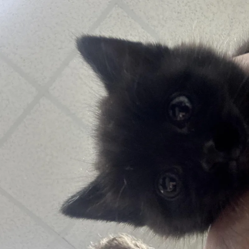 A baby small-sized female Black Domestic Medium Hair cat named Eeny for adoption in Madisonville, KY