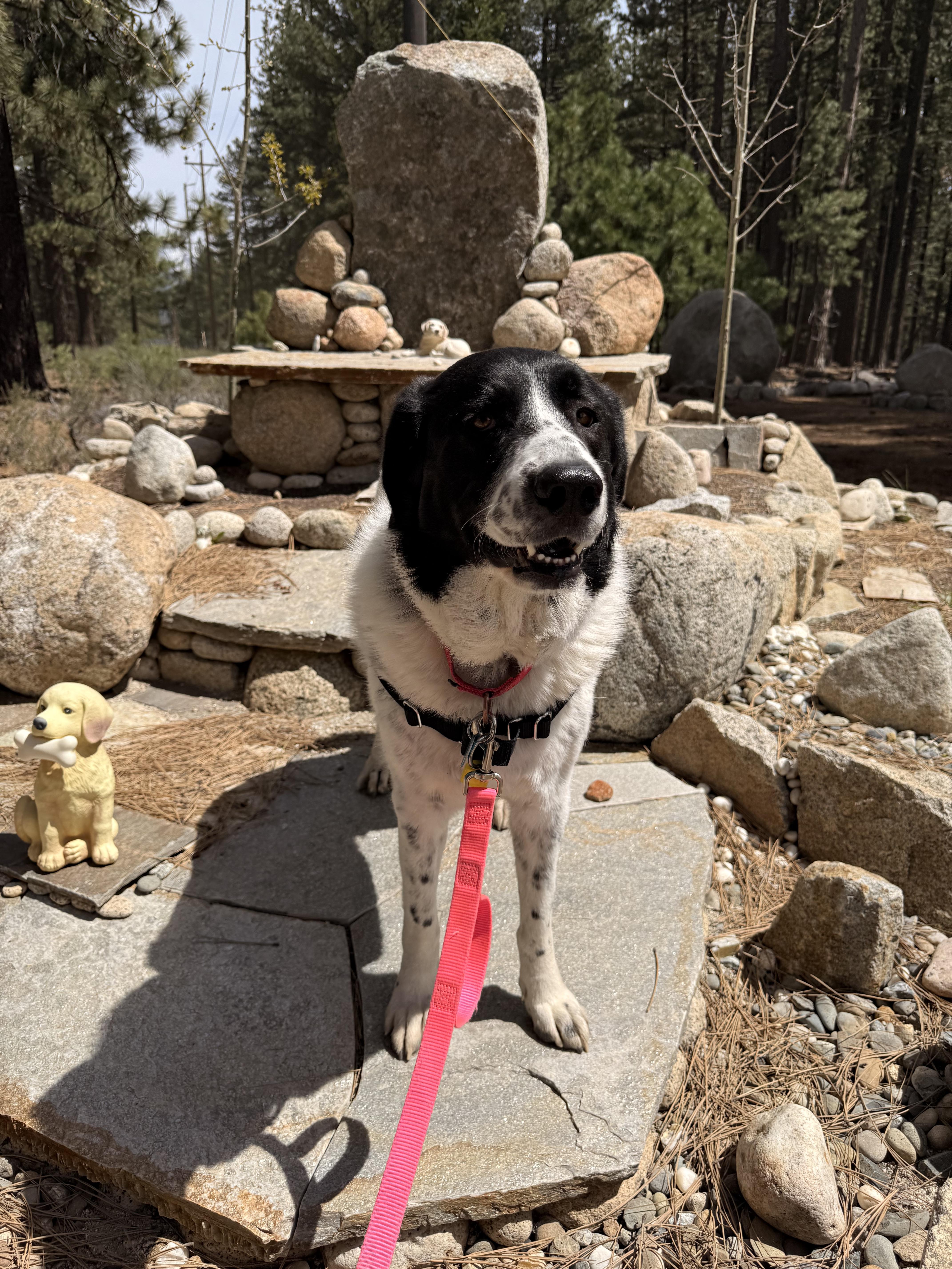 An adult large-sized female Black Mixed Breed dog named Jenny for adoption in Truckee, CA
