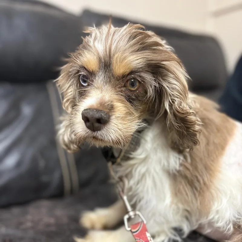 An adult small-sized female Brown / Chocolate Mixed Breed dog named Wisteria for adoption in Mentor, OH