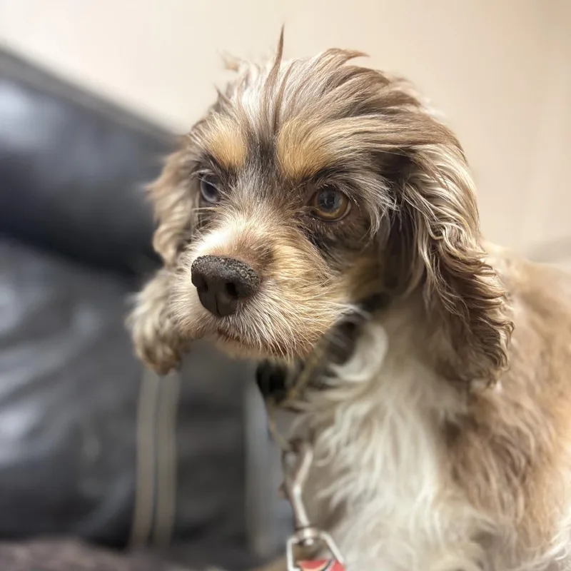 Wisteria thumbnail 2