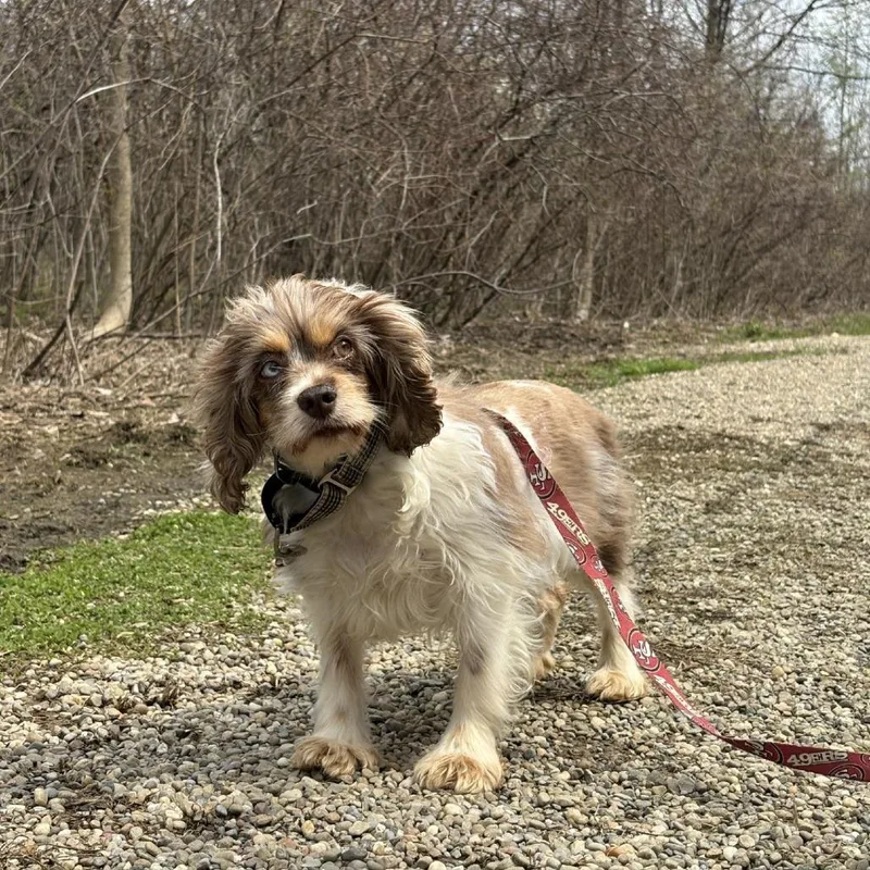 Wisteria thumbnail 3