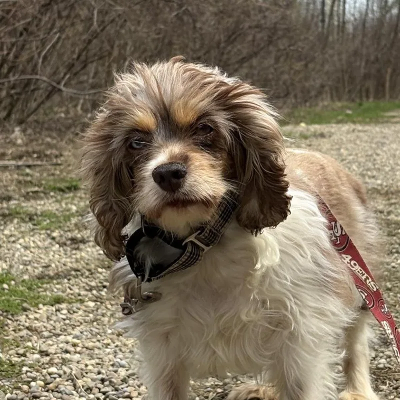 Wisteria thumbnail 4