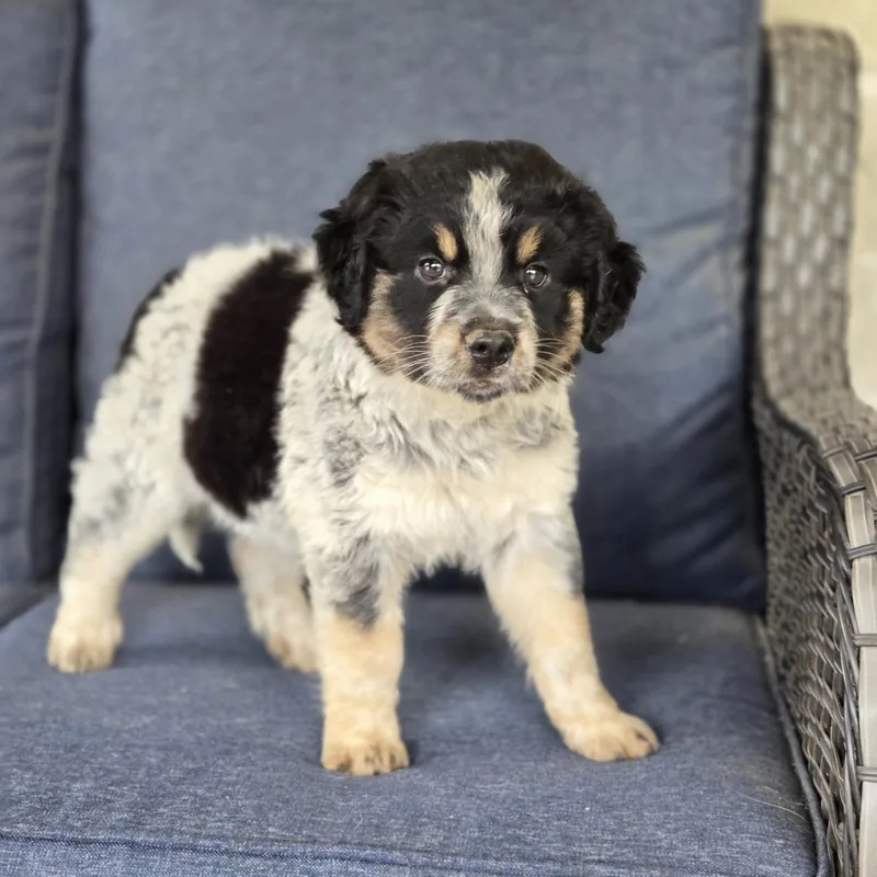 A baby large-sized female Tricolor (Brown, Black, & White) Great Pyrenees dog named Sutton for adoption in Mansfield, TX