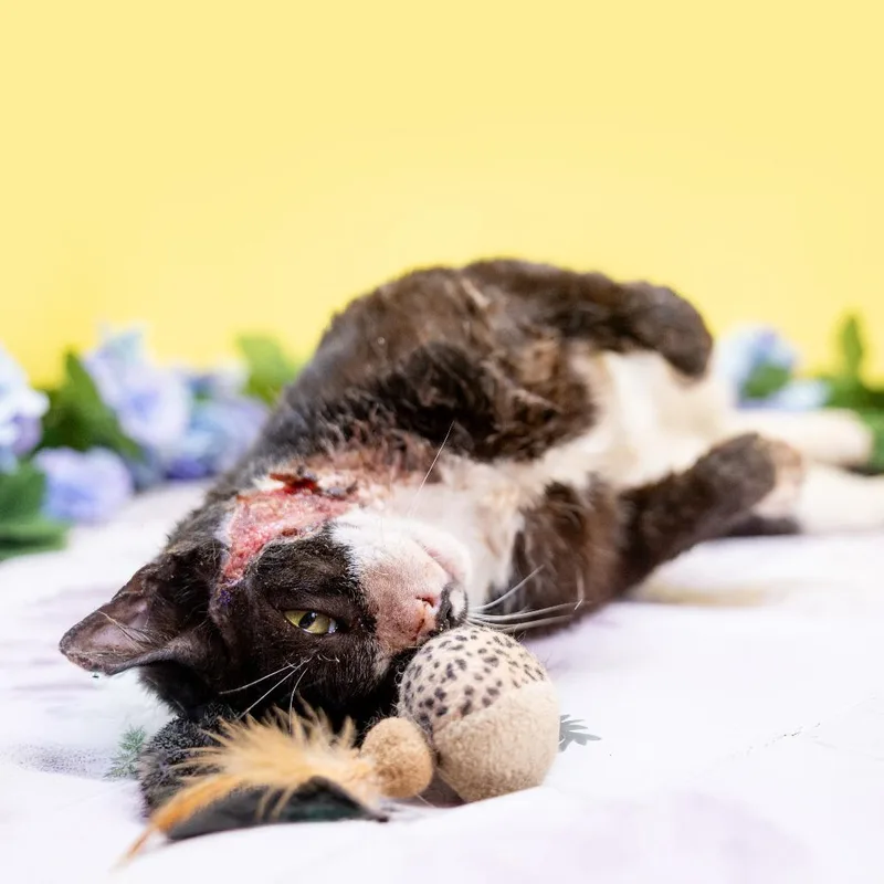 An adult large-sized male Black Domestic Short Hair cat named Tilapia for adoption in Durham, NC