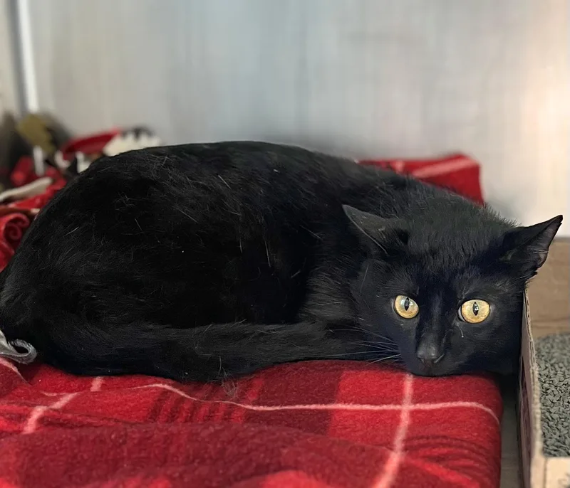 An adult medium-sized male Black Domestic Short Hair cat named Common Yellowthroat for adoption in Seville, OH