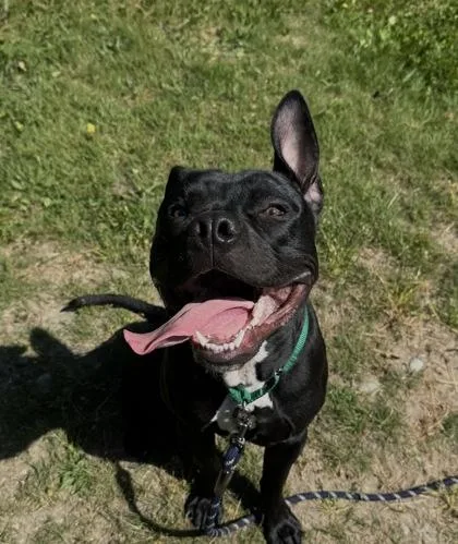 A young large-sized male Pit Bull Terrier dog named Hudson for adoption in Burlington, WA