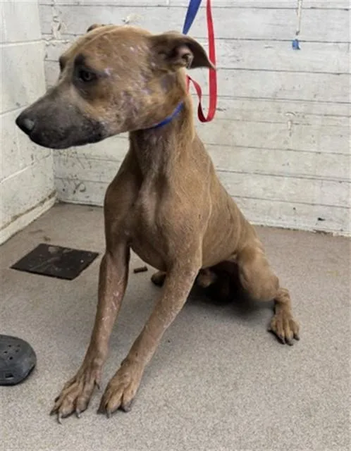 A young medium-sized male Pit Bull Terrier dog named Burger for adoption in San Bernardino, CA