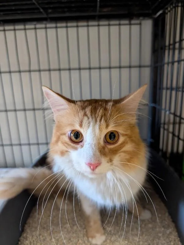 An adult medium-sized male Orange / Red Domestic Long Hair cat named Petey for adoption in Supply, NC
