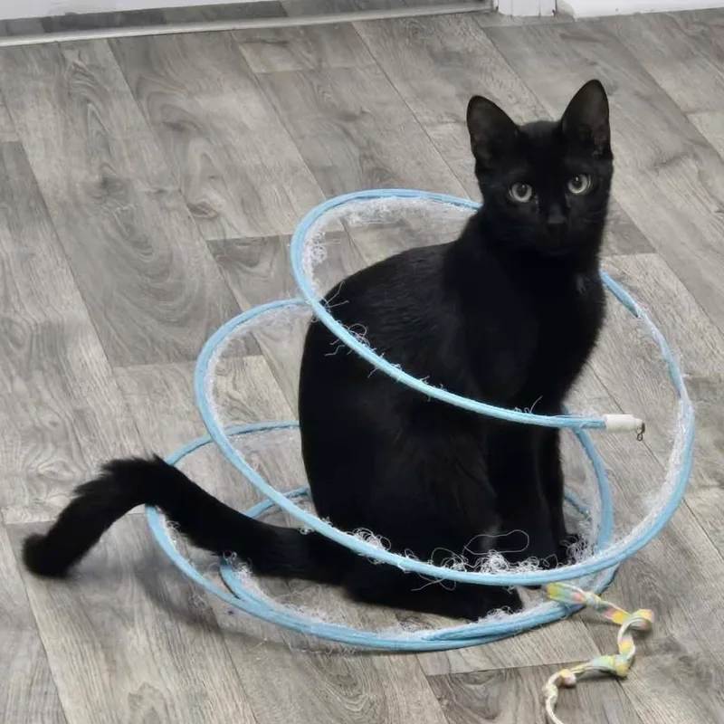 A young medium-sized male Domestic Short Hair cat named Benkie for adoption in Mobile, AL