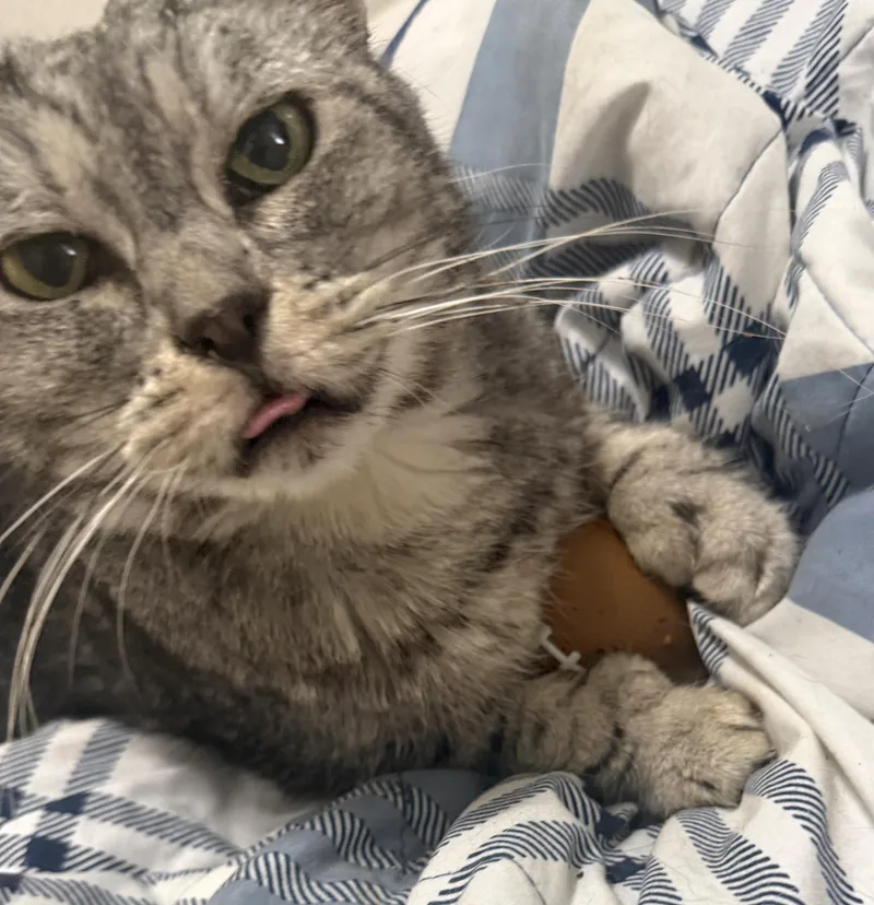 An adult medium-sized female Tabby (Gray / Blue / Silver) Tabby cat named Jade for adoption in Springfield, OR