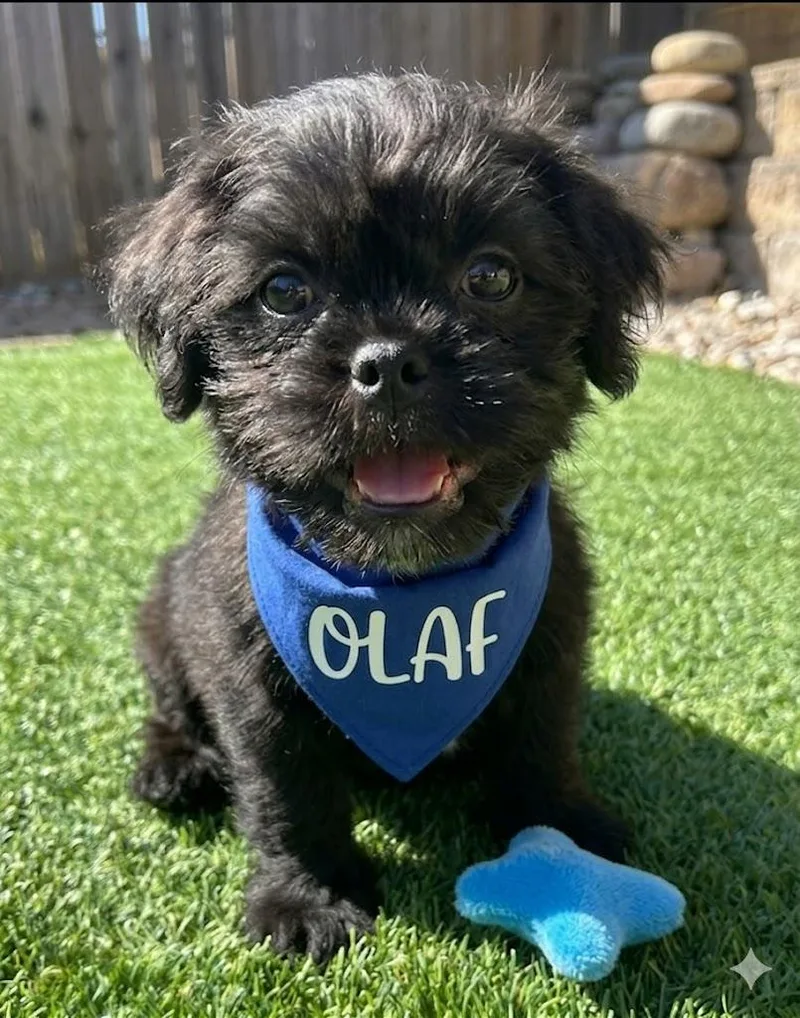 A baby small-sized male Shih Tzu dog named Olaf for adoption in Dallas, TX