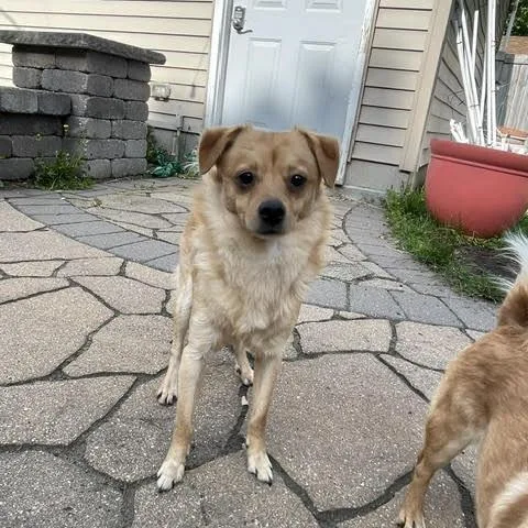 An adult small-sized male Yellow / Tan / Blond / Fawn Chihuahua dog named Walter D for adoption in Minnetonka, MN