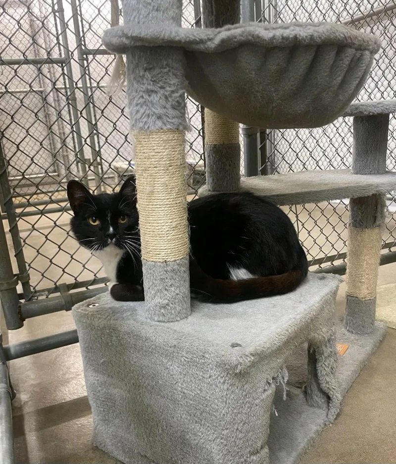 An adult medium-sized male Domestic Short Hair cat named Binx for adoption in Durand, WI
