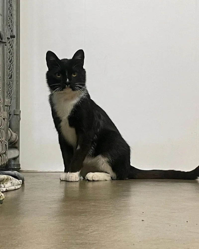Binx thumbnail 2