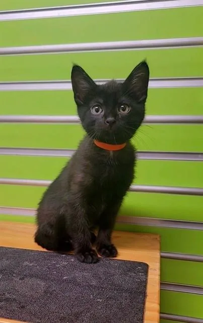 A baby small-sized female Domestic Short Hair cat named Aura for adoption in Saint Peters, MO