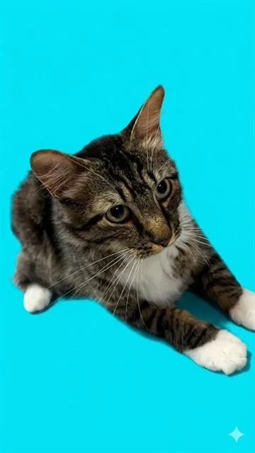 A young medium-sized male Domestic Medium Hair cat named Feka for adoption in Jacksonville, FL