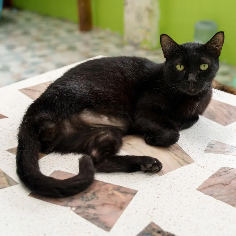 A senior medium-sized male Black Domestic Short Hair cat named Diavolo for adoption in Fairfax, VA