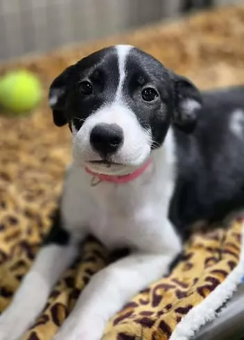 A young medium-sized female Mixed Breed dog named Roswell for adoption in Racine, WI