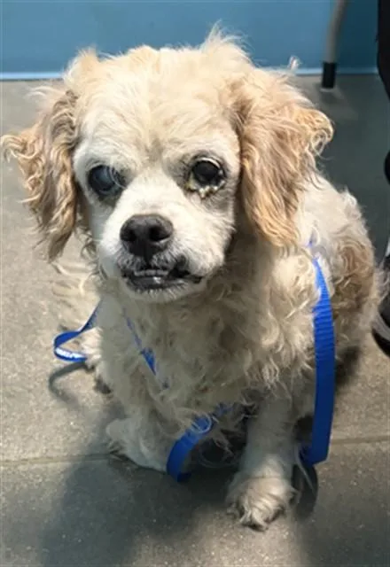 A senior medium-sized female Cocker Spaniel dog named Shirley Temple for adoption in Houston, TX