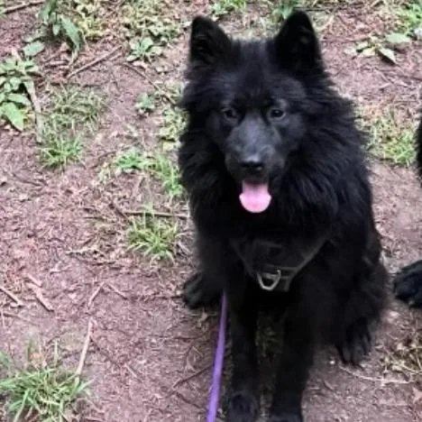 An adult medium-sized female Black Spitz dog named Ivy for adoption in Point Richmond, CA
