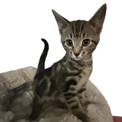 A baby small-sized male Brown / Chocolate Domestic Short Hair cat named Flynn for adoption in Bel Air, MD