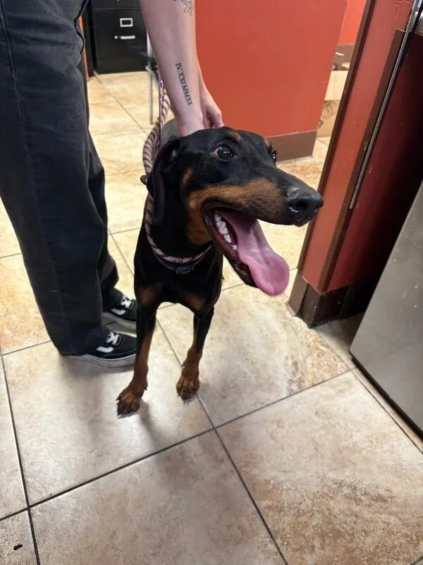 An adult large-sized female Black Mixed Breed dog named Amelia for adoption in Cincinnati, OH