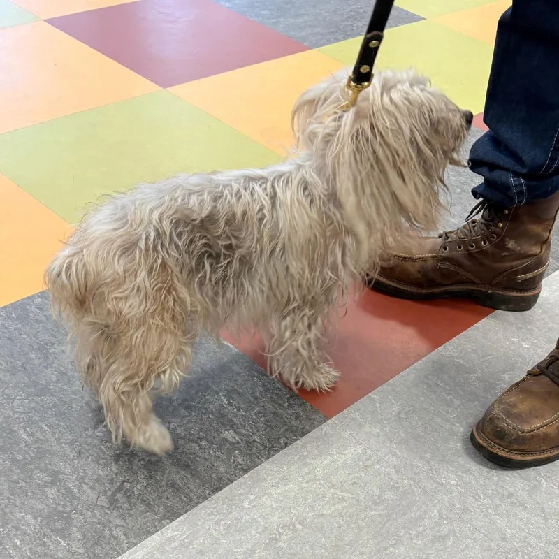An adult small-sized male Gray / Blue / Silver Mixed Breed dog named Dojo for adoption in Philadelphia, PA