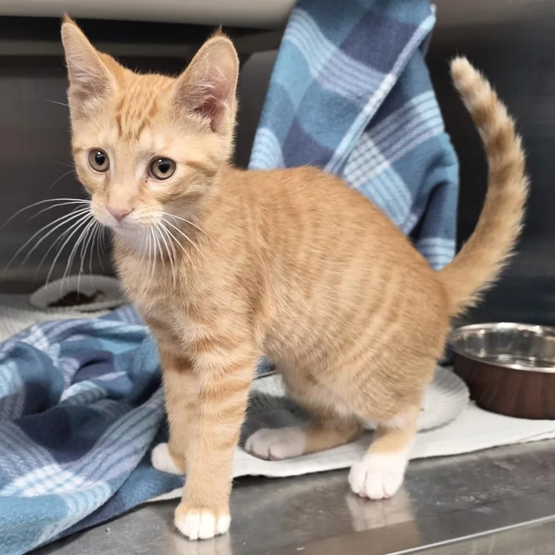 A baby small-sized male Orange / Red Domestic Short Hair cat named Tango for adoption in Fort Wayne, IN