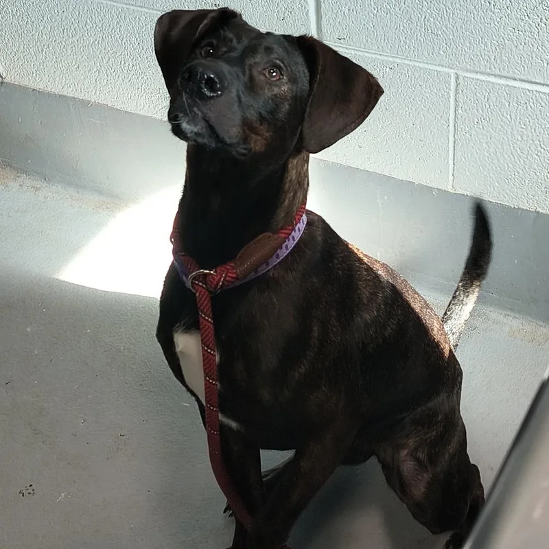 An adult medium-sized female Brindle Mixed Breed dog named Roomba for adoption in Aldie, VA