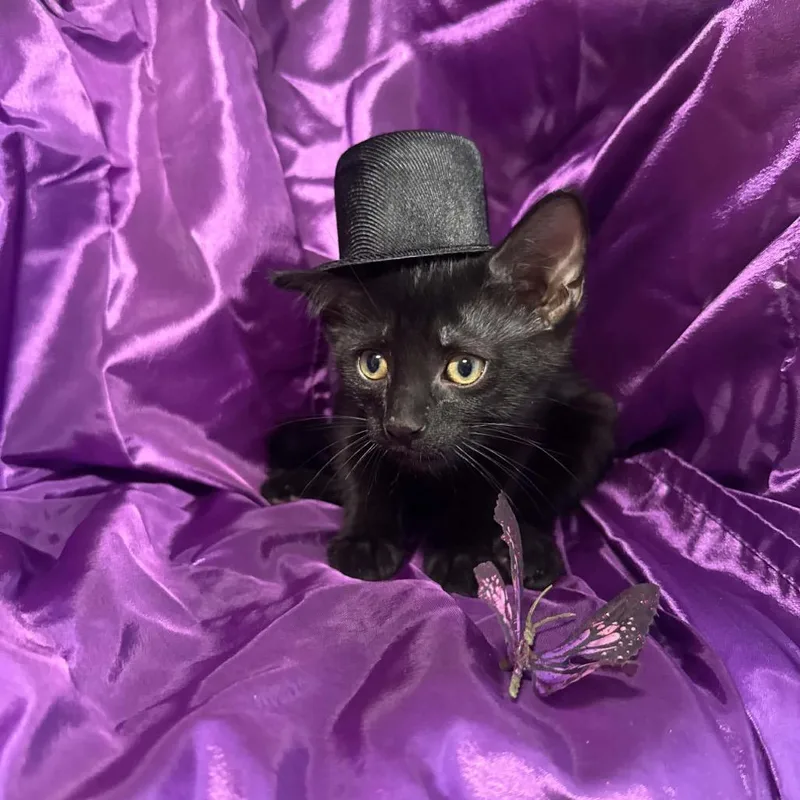 A baby small-sized male Black Domestic Short Hair cat named Patini oodle for adoption in Eaton Rapids, MI