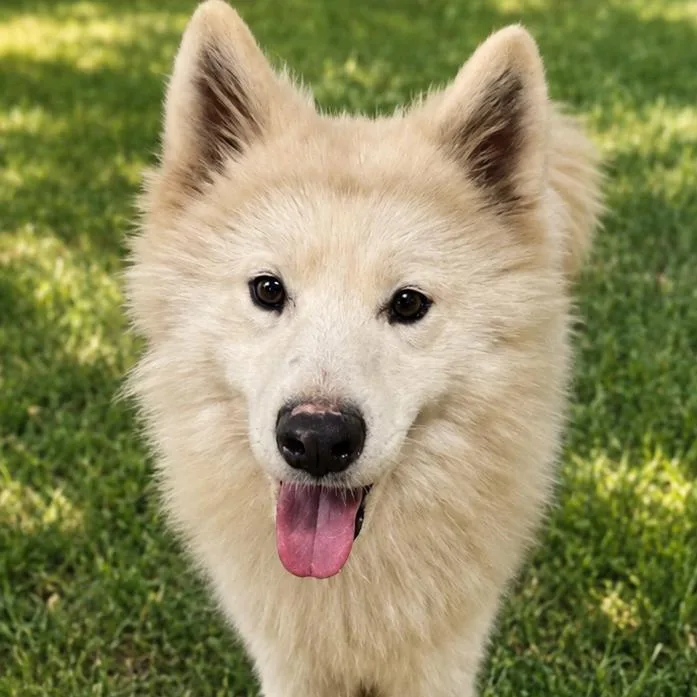 An adult medium-sized male White / Cream Samoyed dog named Ivan for adoption in Sonoma, CA