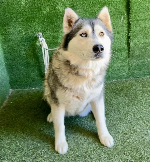 An adult medium-sized female Siberian Husky dog named Chiquita for adoption in Lancaster, CA