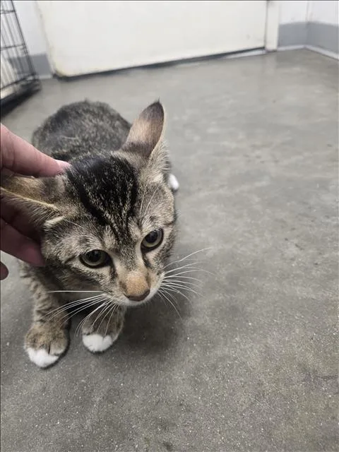 A young small-sized male Domestic Short Hair cat named Jaxx for adoption in Los Angeles, CA